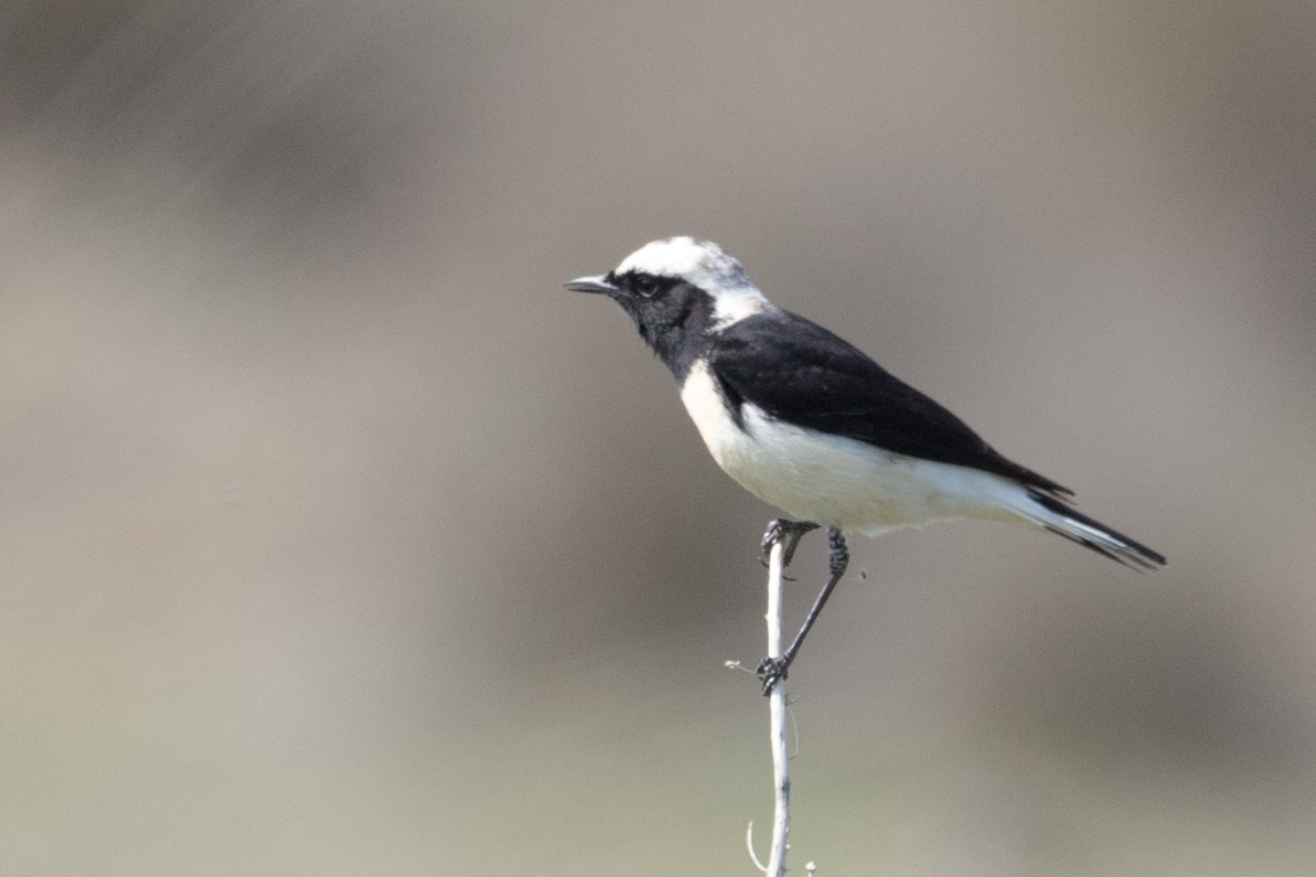 Pied Wheatear